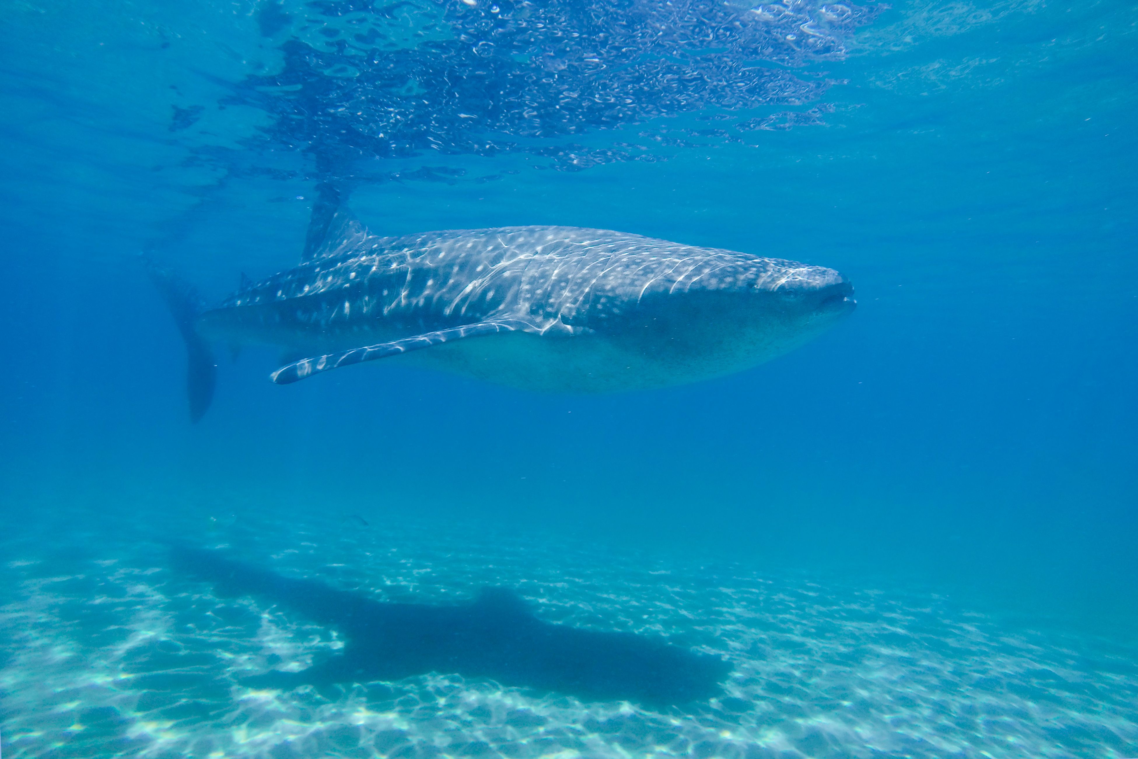 Whale Shark Swimming Adventure